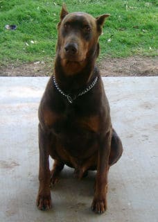 red and rust male doberman sire