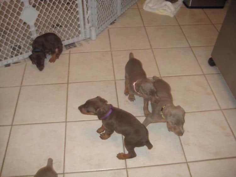 reds and fawns doberman puppies