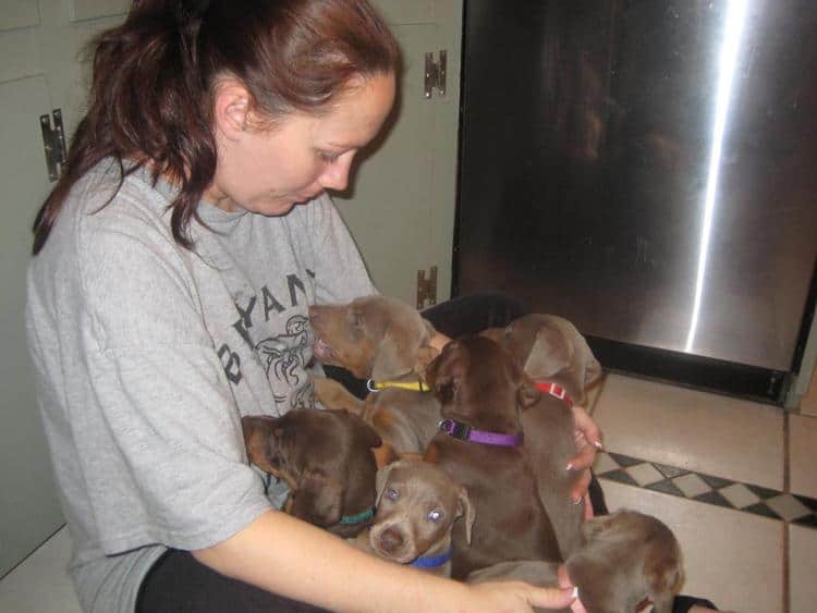 reds and fawns doberman puppies