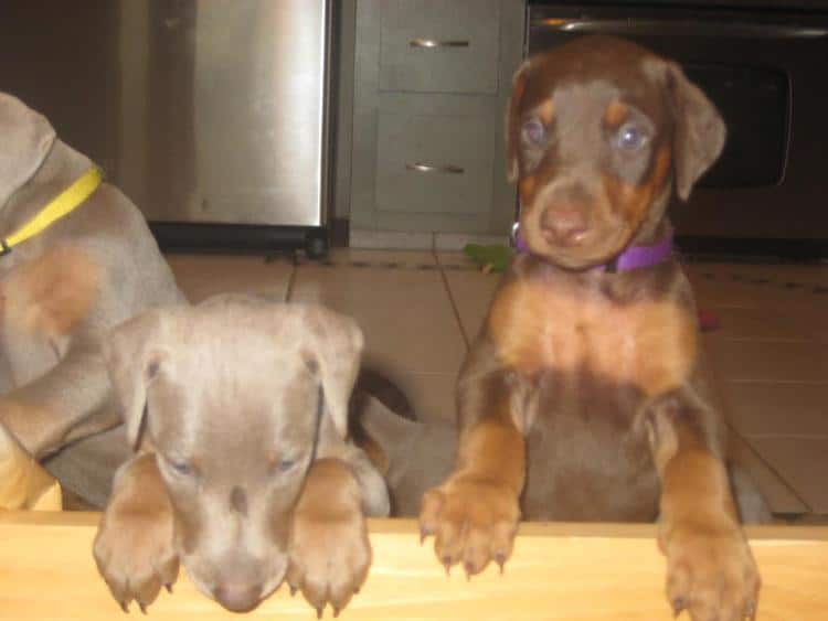 reds and fawns doberman puppies