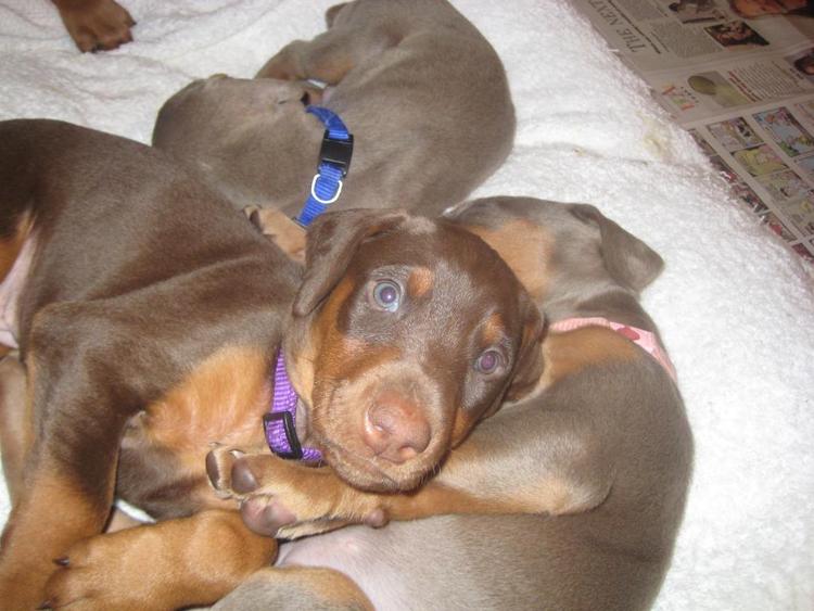 reds and fawns doberman puppies