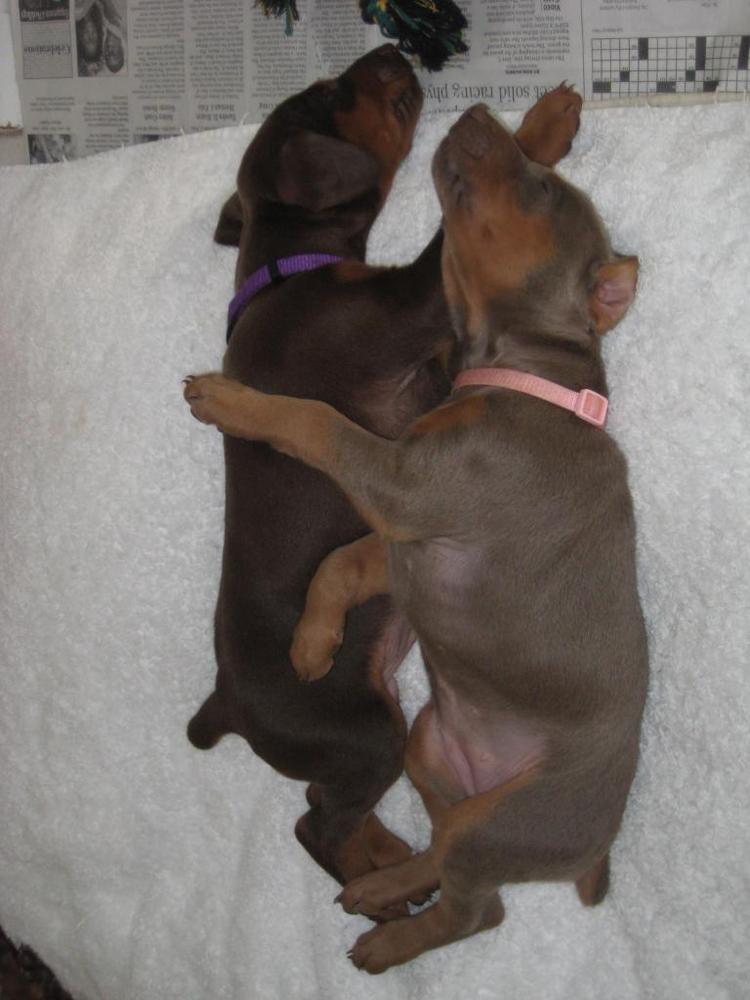 reds and fawns doberman puppies