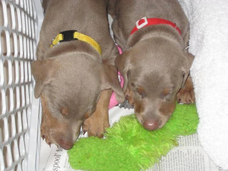 reds and fawns doberman puppies