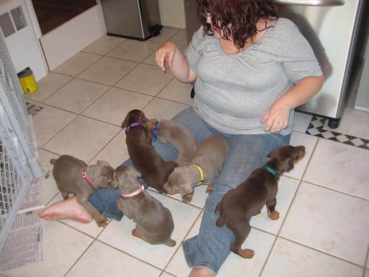 reds and fawns doberman puppies