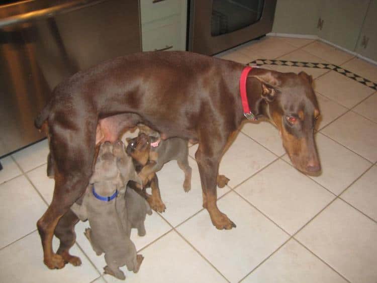 reds and fawns doberman puppies