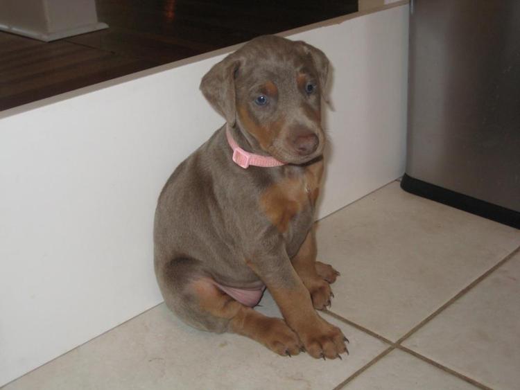 reds and fawns doberman puppies