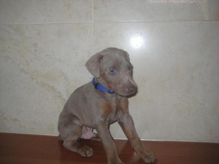 reds and fawns doberman puppies