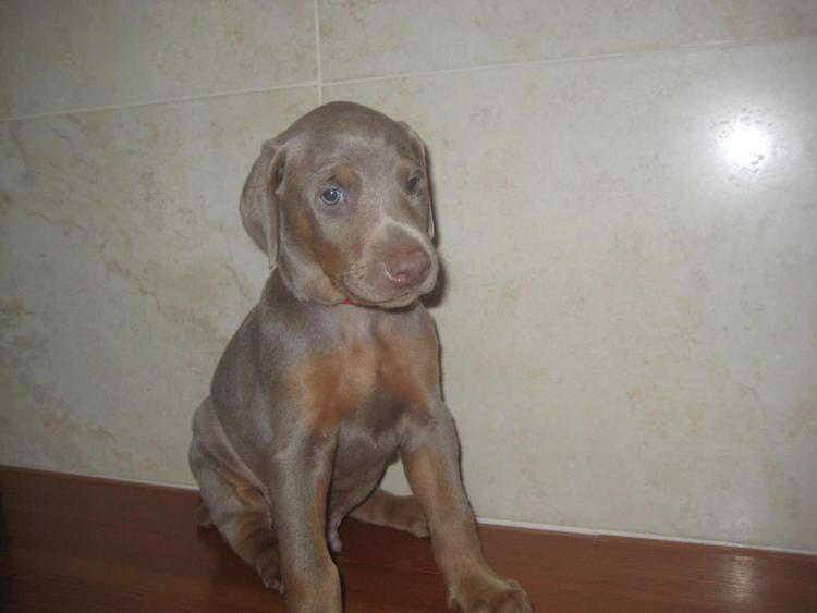 reds and fawns doberman puppies