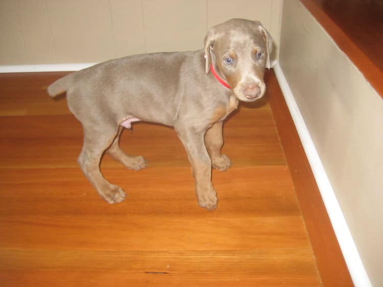 fawn and rust male doberman puppy