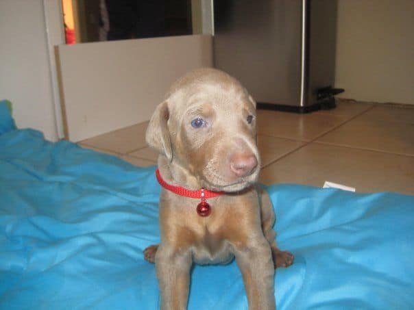 reds and fawns doberman puppies