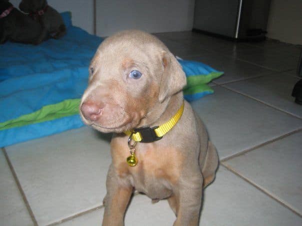 reds and fawns doberman puppies