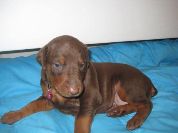 reds and fawns doberman puppies