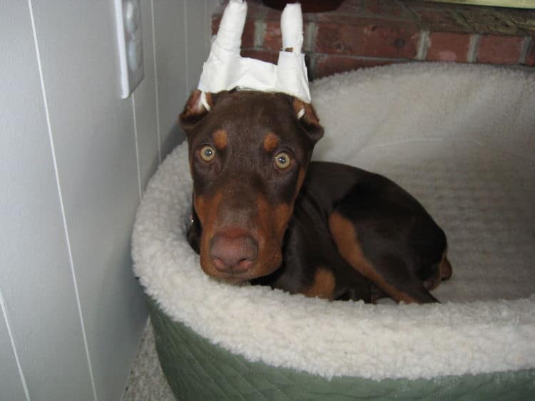 red and rust doberman female