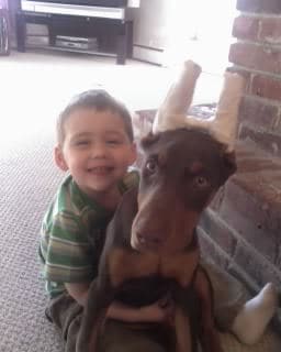 red and rust doberman female