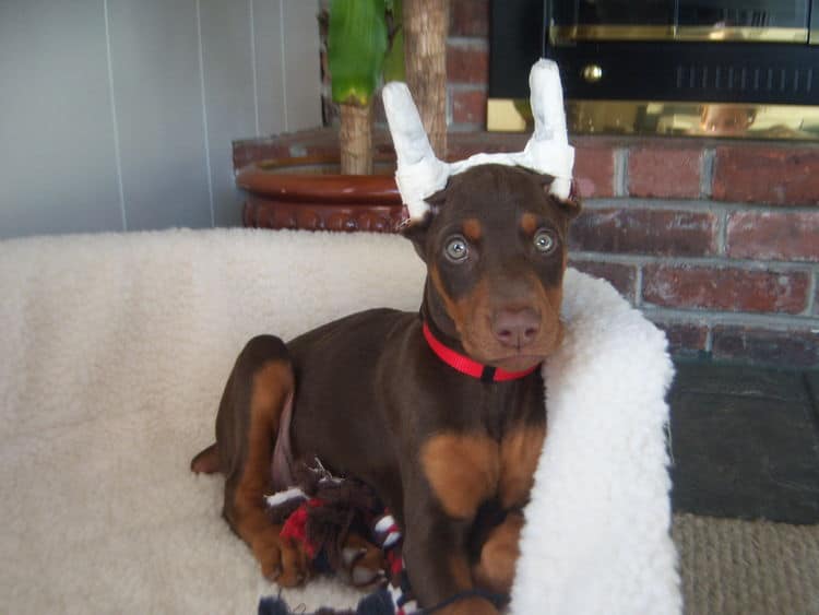 red and rust doberman female