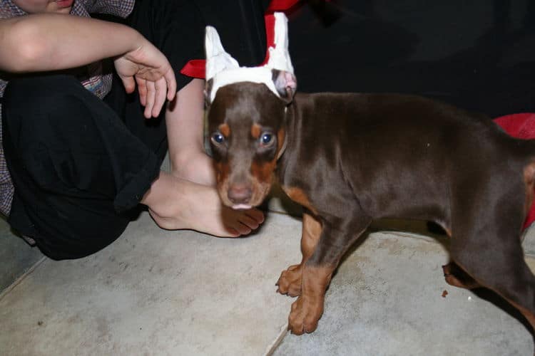 red and rust ear cropped doberman pup