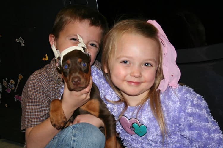 red and rust ear cropped doberman pup