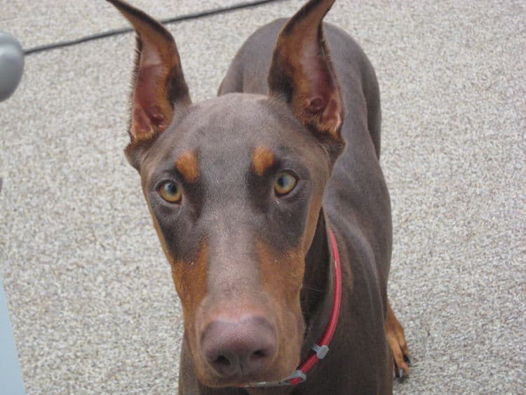 red and rust doberman female