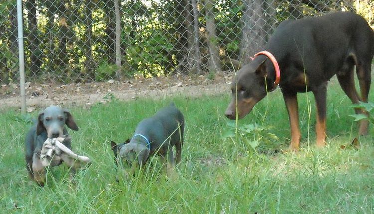 blue male doberman puppy