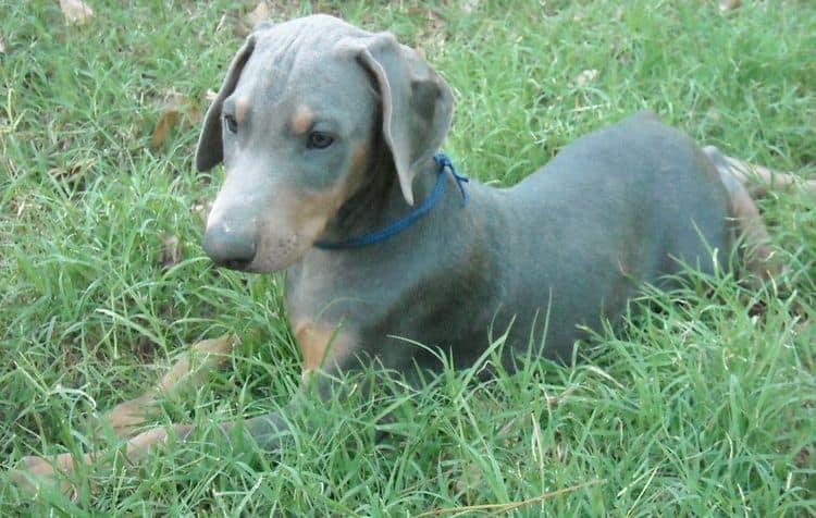 blue male doberman puppy