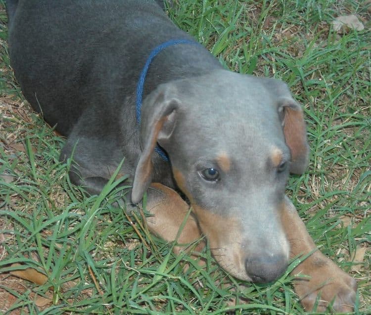 blue male doberman puppy