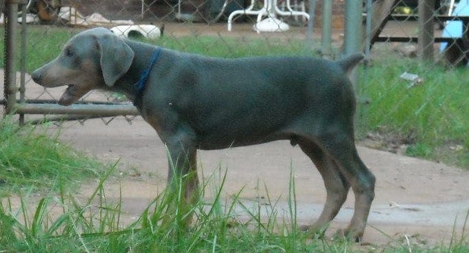 blue male doberman puppy