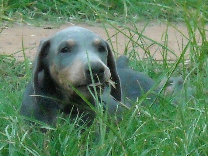 blue male doberman puppy