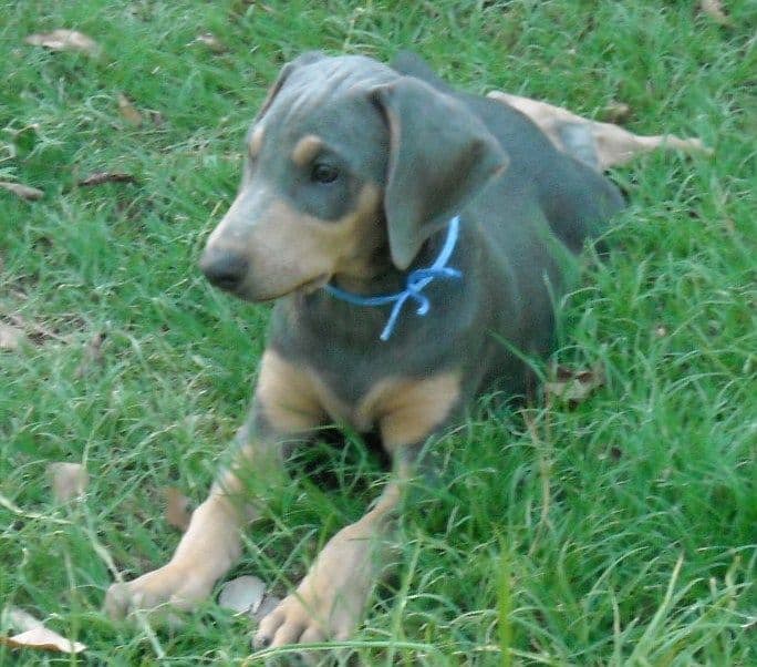 blue male doberman puppy