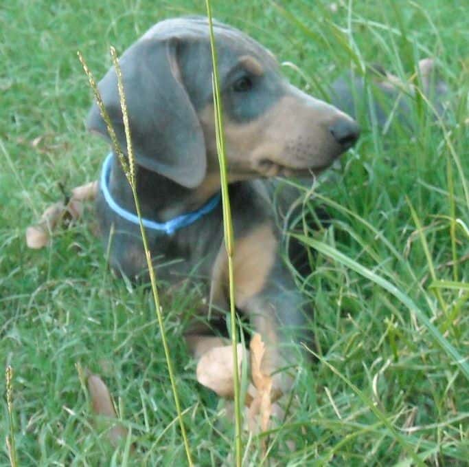 blue male doberman puppy