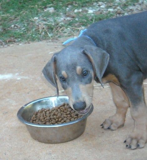 blue male doberman puppy