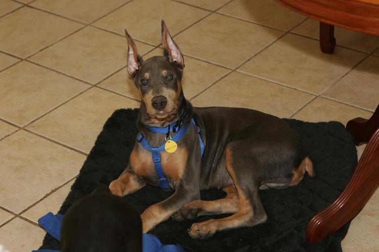 blue and rust male dobie pups