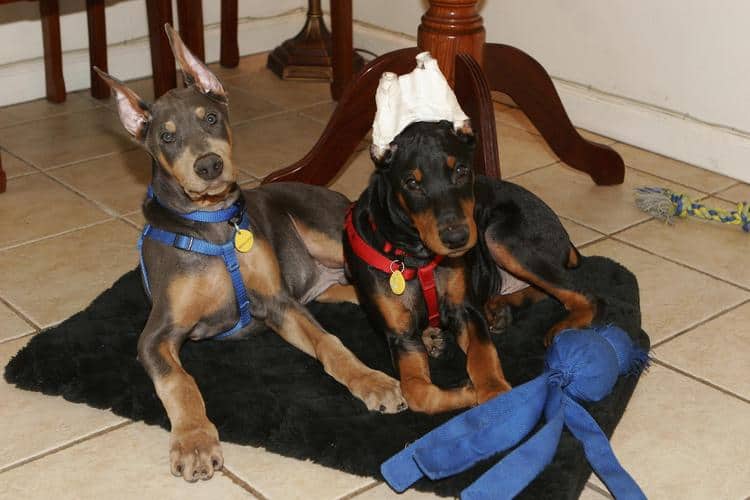 blue and rust male and black and rust male dobie pups