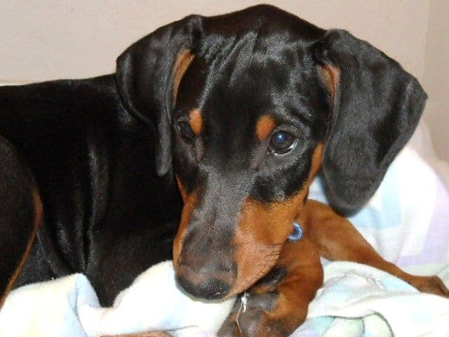 black and rust 11 week old male doberman puppy