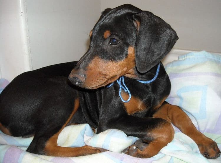 black and rust 11 week old male doberman puppy