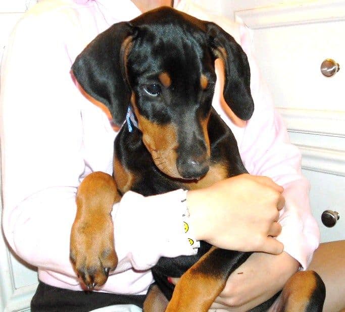 black and rust 11 week old male doberman puppy