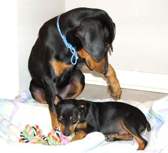 black and rust 11 week old male doberman puppy