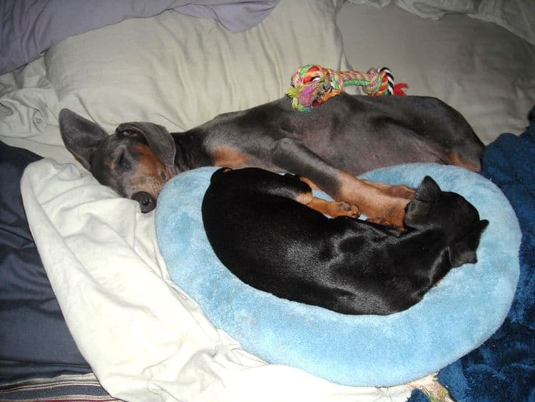 blue male doberman puppy cropped