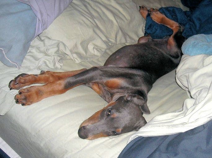 blue male doberman puppy