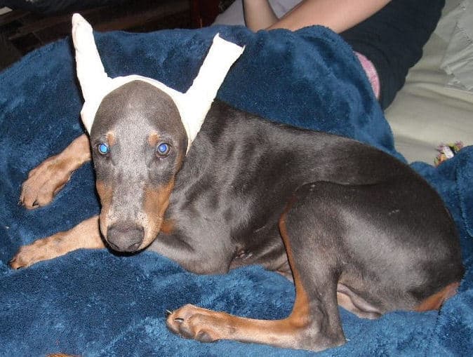 blue male doberman puppy cropped