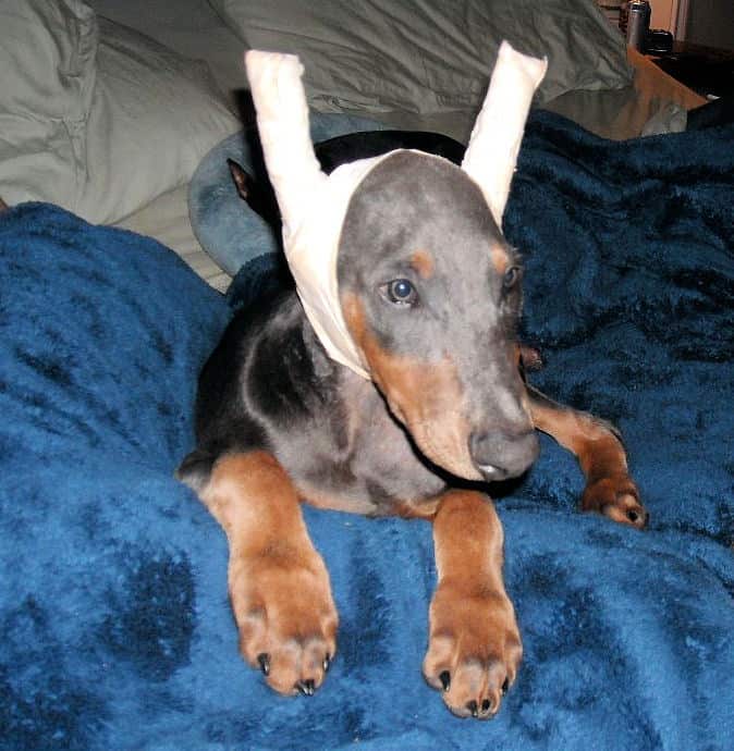 blue male doberman puppy cropped