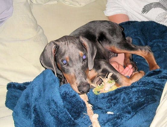 blue male doberman puppy