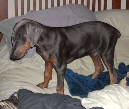 blue male doberman puppy