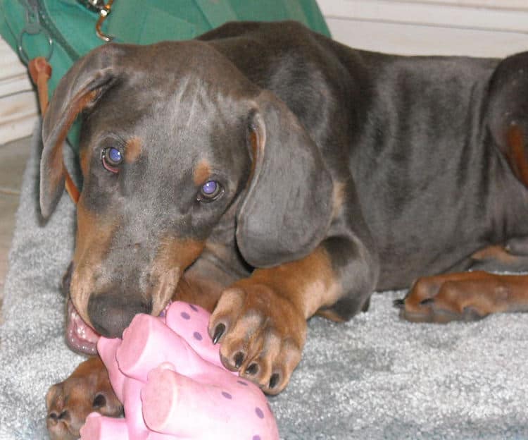 blue male doberman puppy