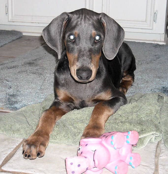 blue male doberman puppy