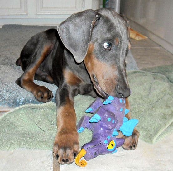 blue male doberman puppy