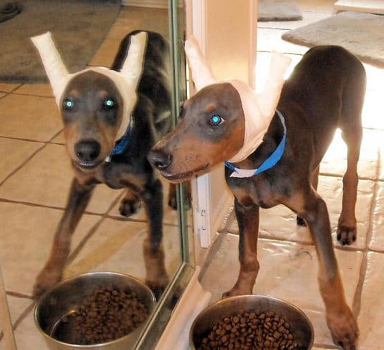 blue male doberman puppy cropped