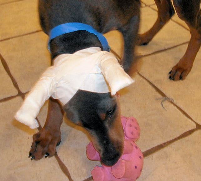 blue male doberman puppy cropped