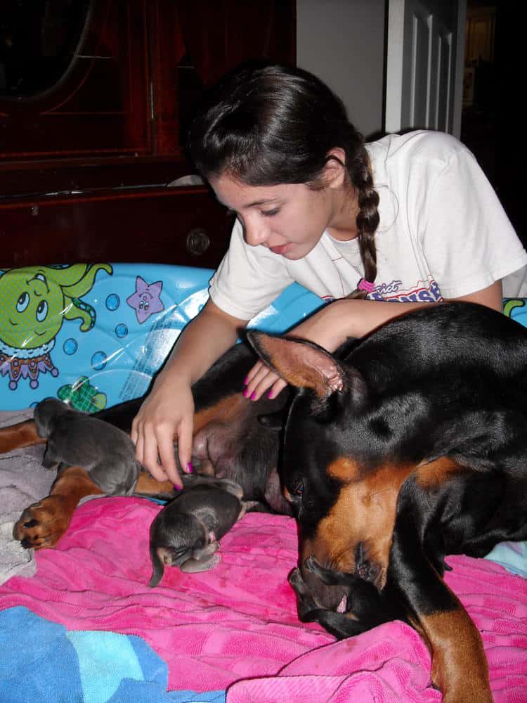 doberman puppies just day old