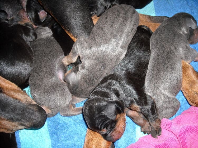 doberman puppies just day old