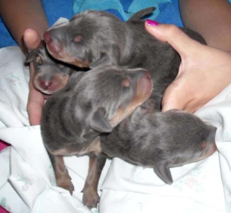 doberman puppies just day old